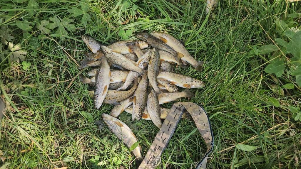 В Шахрисабзском районе выявили незаконный вылов 412 краснокнижных форелей